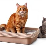Kitty Sift Disposable Cat Litter Box Eco Durable Odor-0