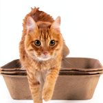 Kitty Sift Sifting Litter Box Eco Cardboard Design-0